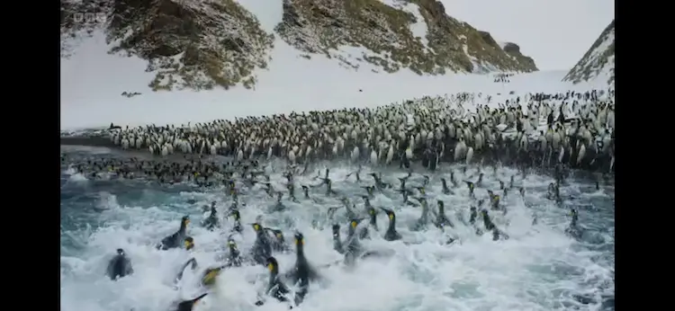 King penguin (Aptenodytes patagonicus patagonicus) as shown in Frozen Planet II - Frozen South